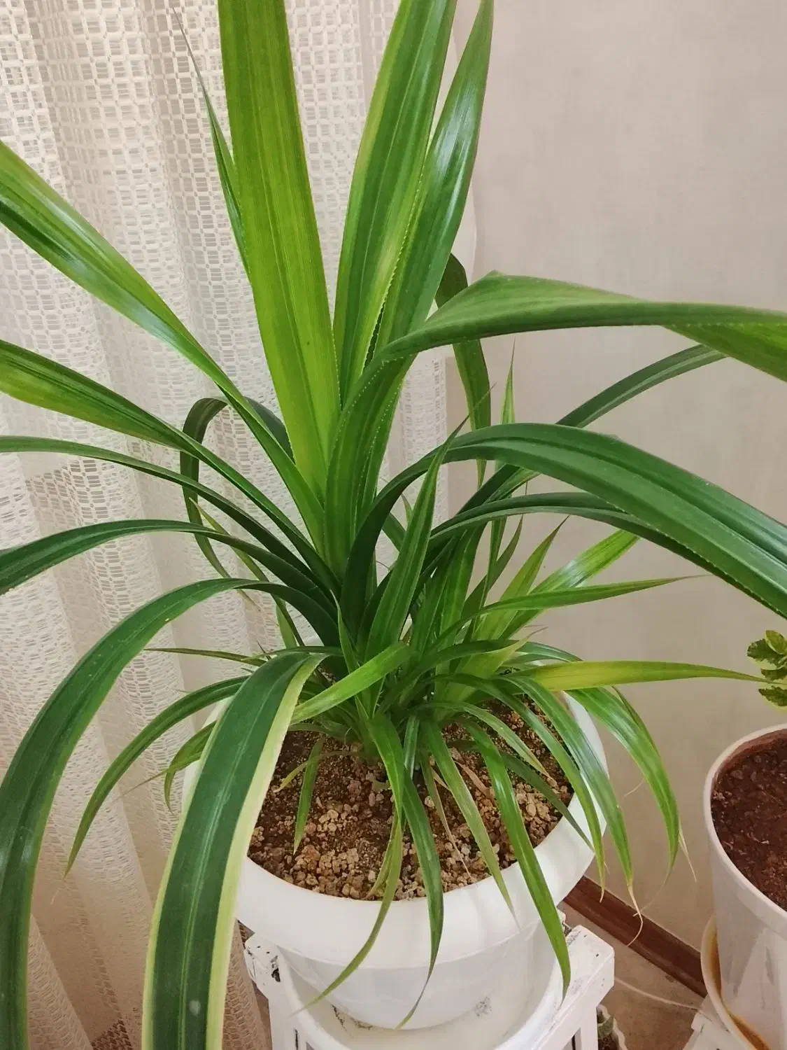 گل پاندانوس|گل و گیاه طبیعی|مشهد, مشکینی (شهرک غرب)|دیوار