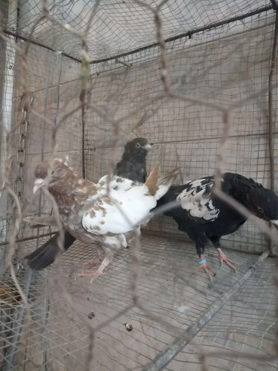 جوجه سینه|پرنده|مشهد, رده|دیوار