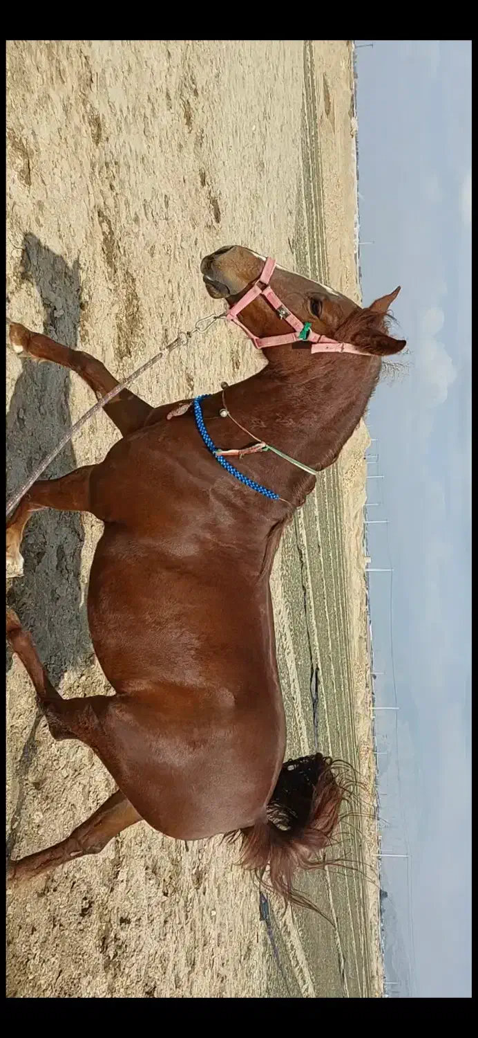 مادیون الماس|اسب و تجهیزات اسبسواری|مرودشت, تامین اجتماعی|دیوار