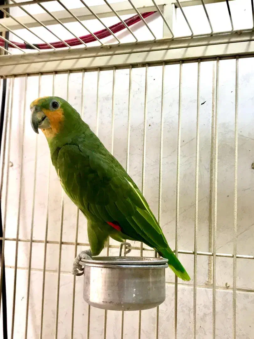 جفت طوطی امازون مولد ( کاسکو سبز )|پرنده|رشت, یخسازی|دیوار