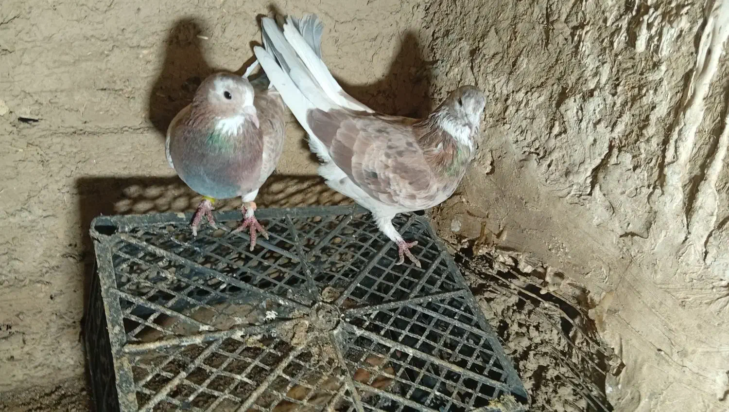 کفتر پرشی|پرنده|سامن, |دیوار