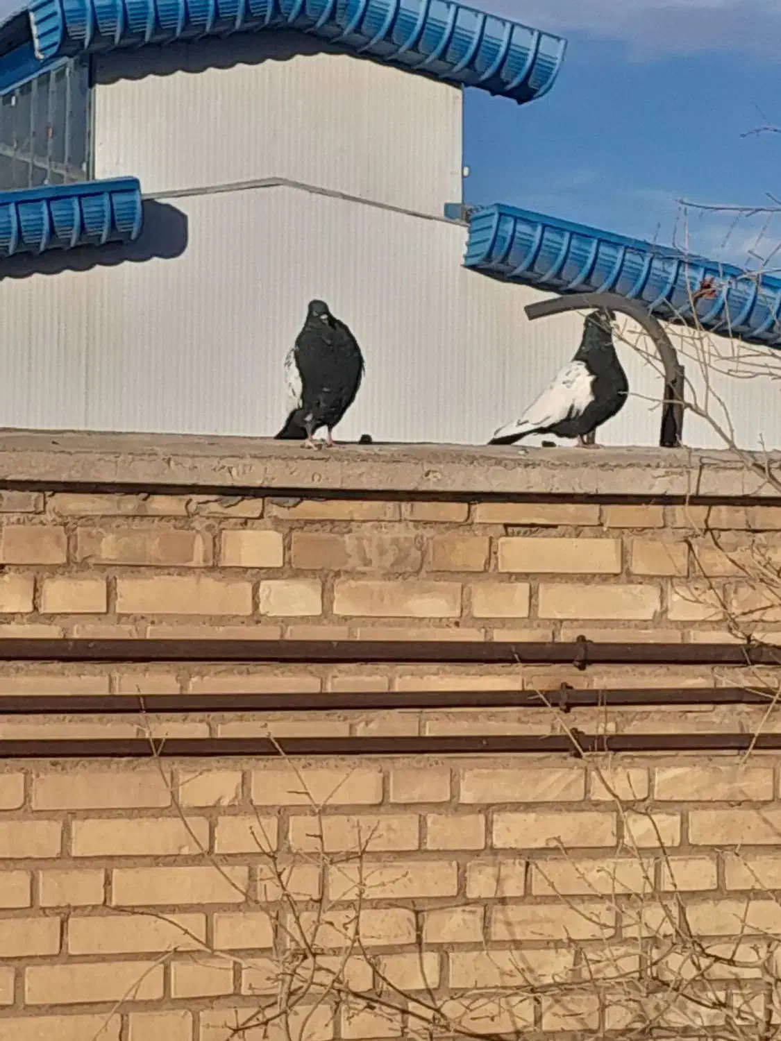 کبوتر|پرنده|بوئین زهرا, |دیوار