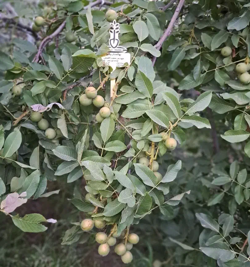 نهالستان انواع رقم های اقتصادی و پربار پالیز|خدمات باغبانی و درختکاری|سمنان, |دیوار