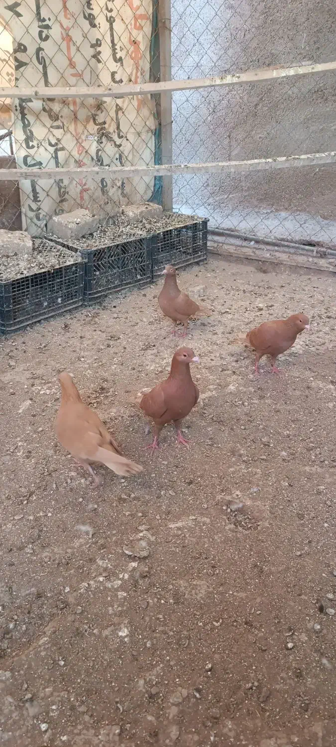 سرخ پرتغالی|پرنده|تاکستان, |دیوار