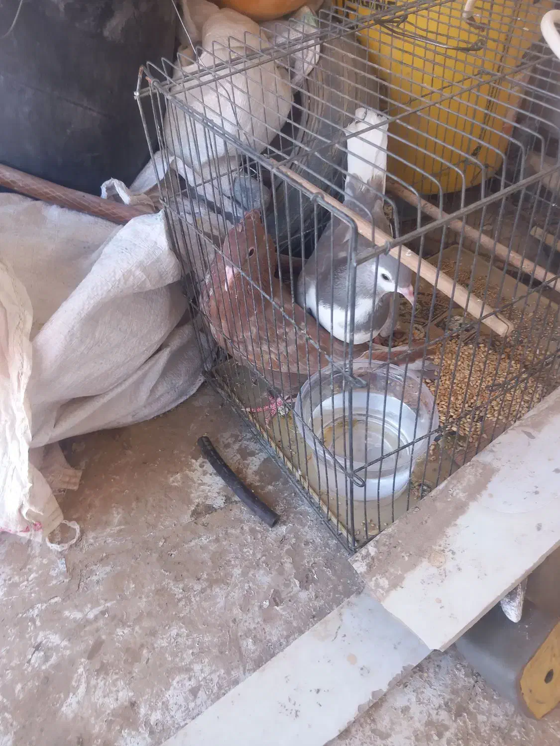 فروش کبوتر|پرنده|تایباد, |دیوار