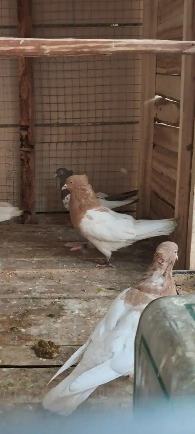 نر کله زرد|پرنده|آباده, |دیوار