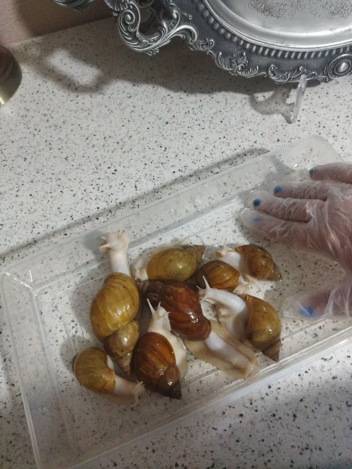 حلزون کلاژن ساز آلبینو و جیدتایگر|خزنده|کرج, گوهردشت|دیوار