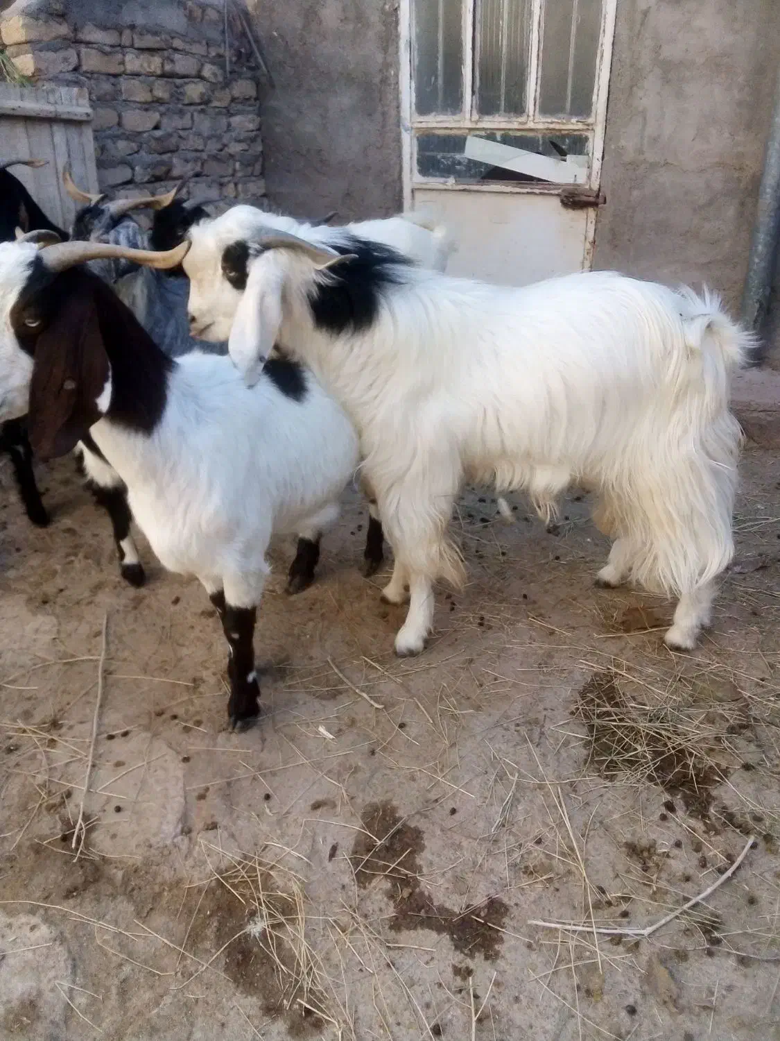 بز.نر...|حیوانات مزرعه|قوچان, |دیوار