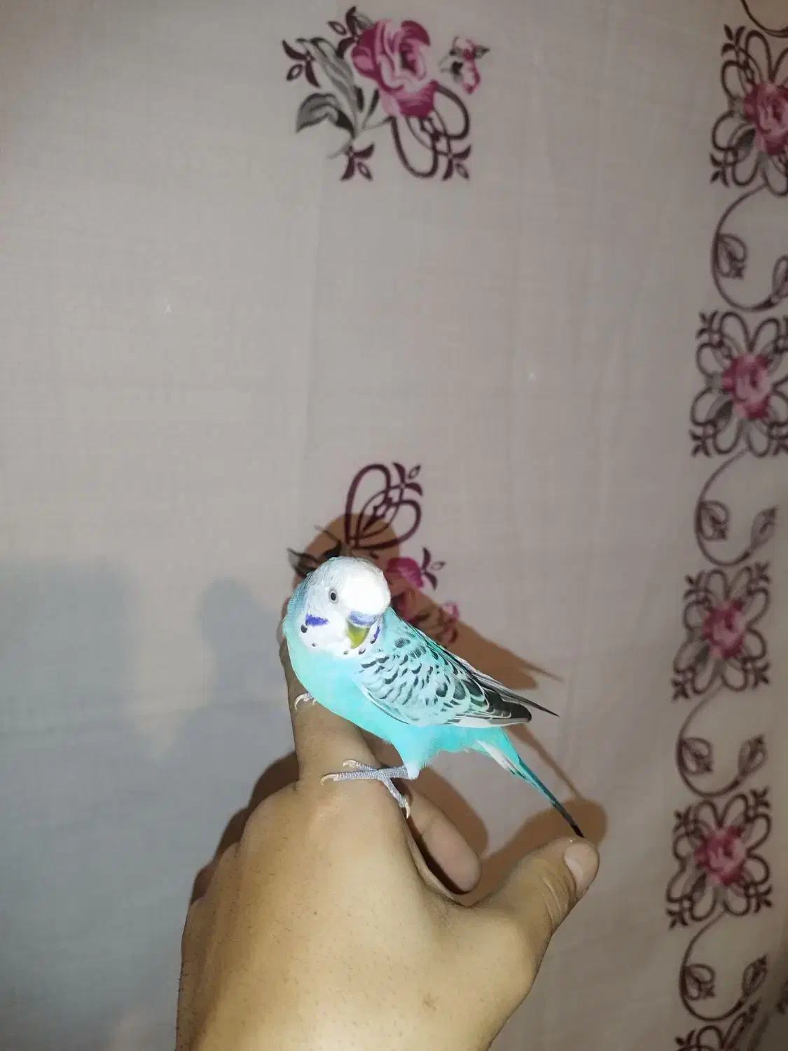 یک‌جفت مرغ عشق|پرنده|رزن, |دیوار