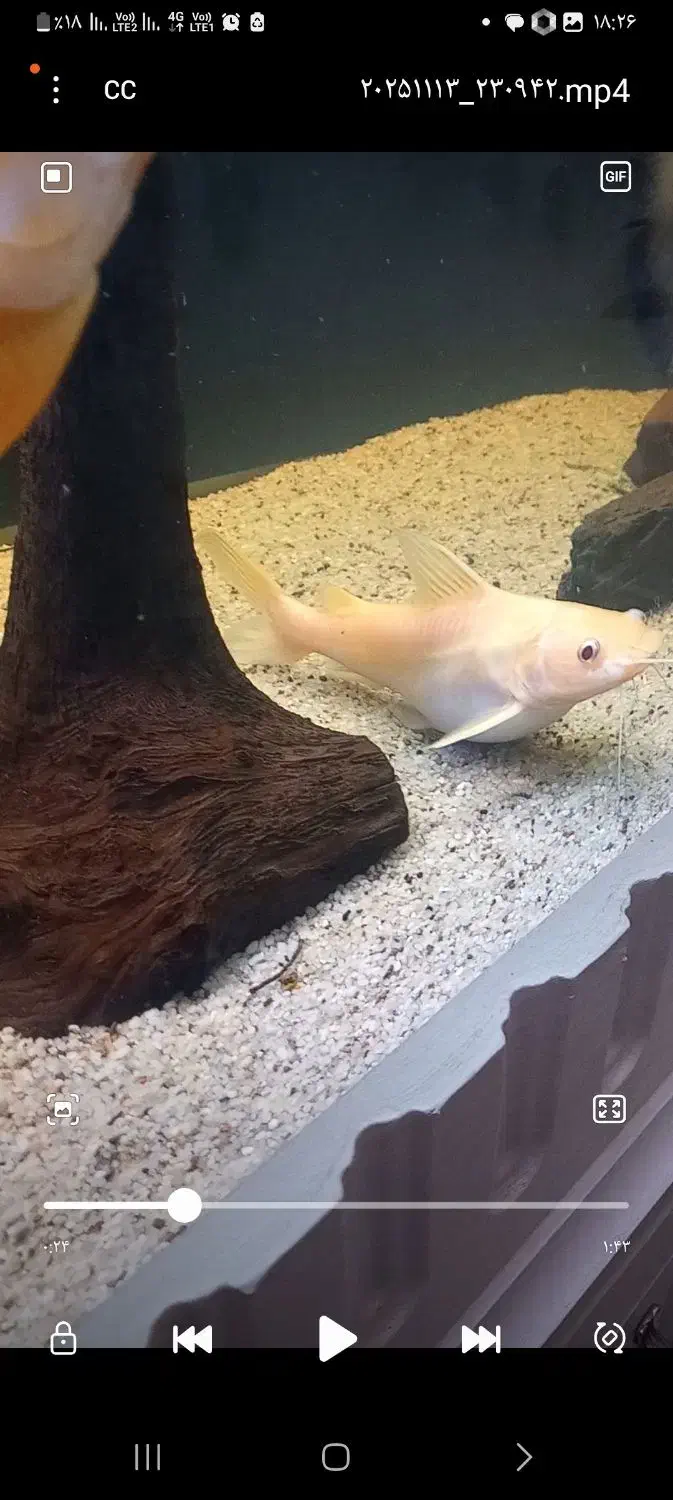 ردتیل البینو اسیایی و پاکو|ماهی|تبریز, |دیوار