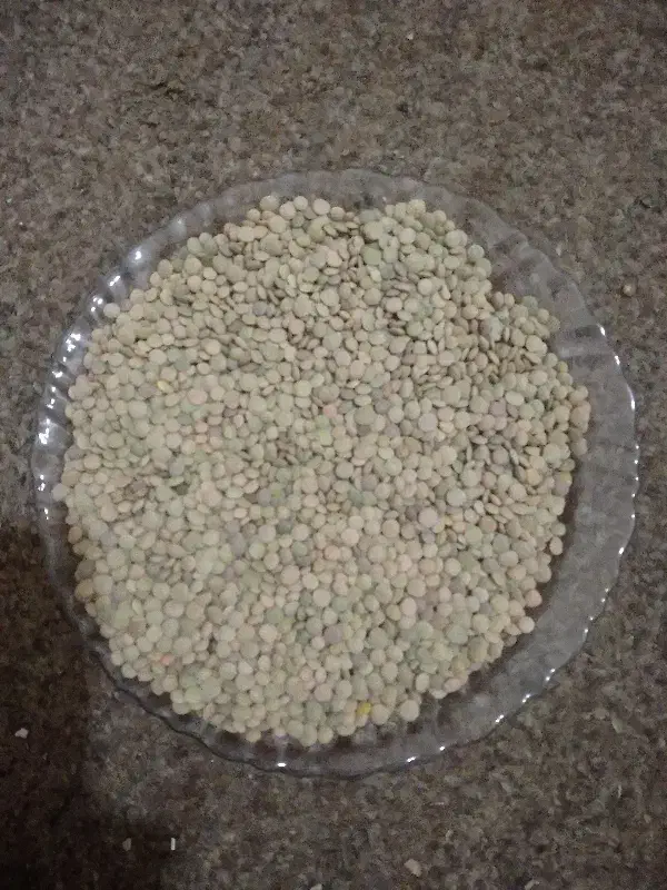 عدس|گل و گیاه طبیعی|قیدار, |دیوار