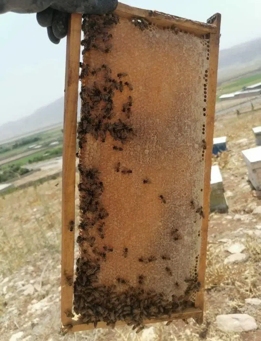 ۲۰ عدد زنیور  ۶  و۳ قاب نژاد  کارنیکا|حیوانات مزرعه|مرودشت, رودبال|دیوار