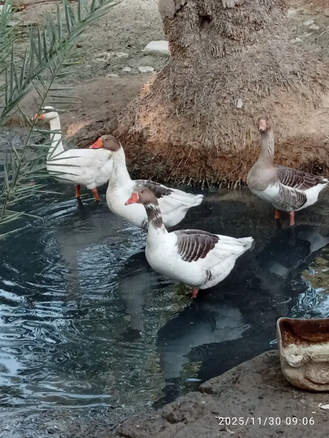 شادگان|حیوانات مزرعه|شادگان, |دیوار