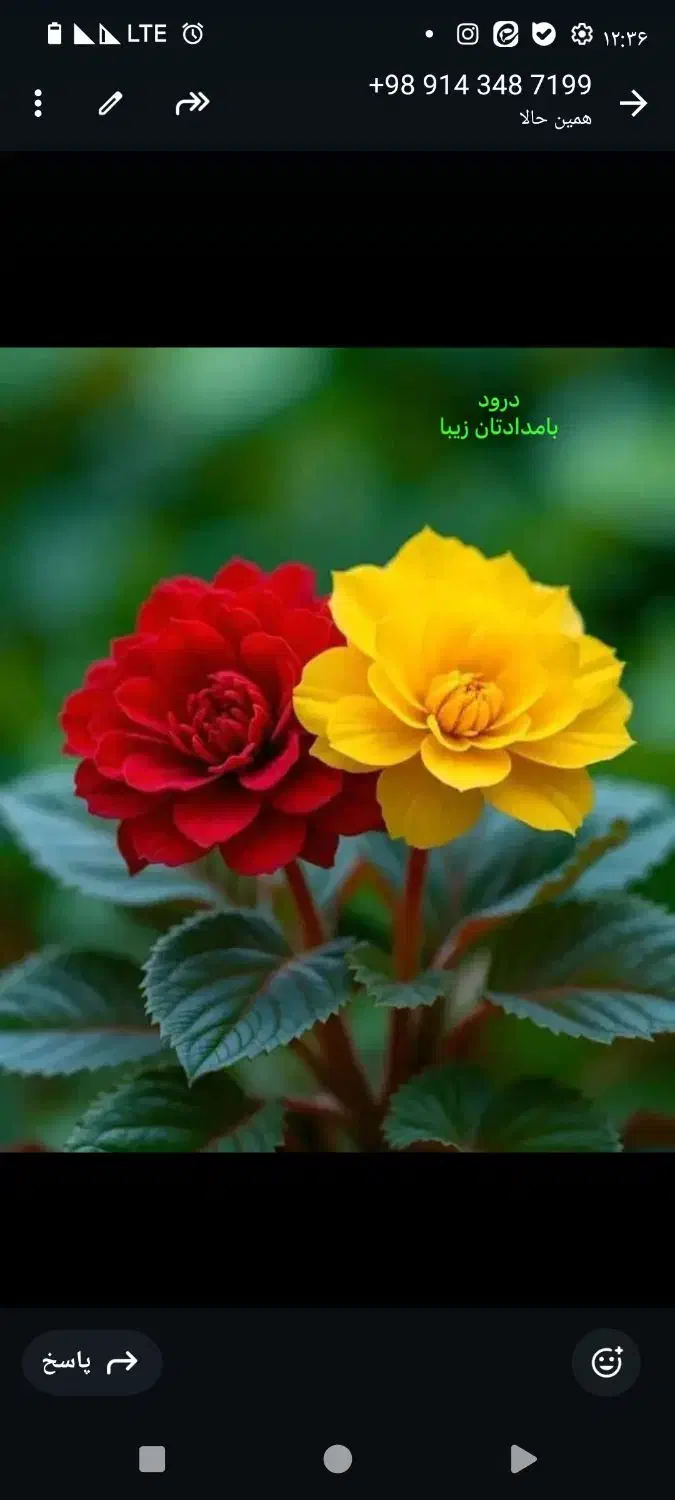 رایتل دائمی خط روند۰۹۲۰۳۴۱۲۵۷۷|سیمکارت|ارومیه, |دیوار