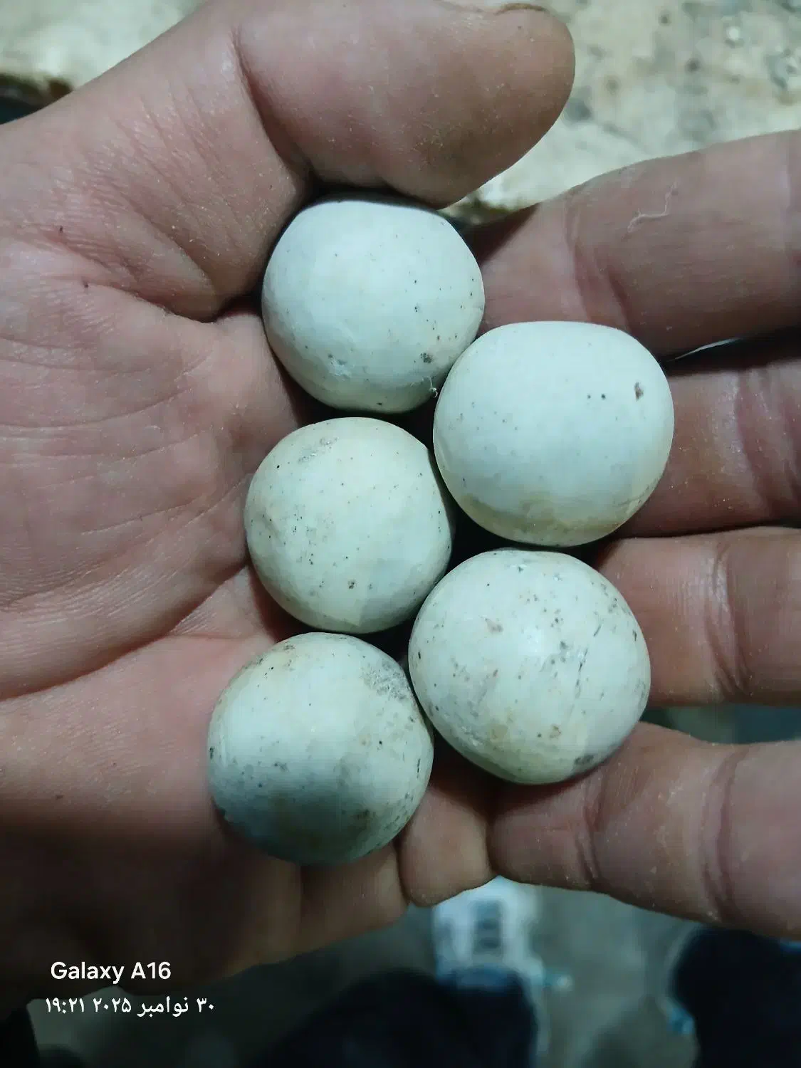 سنگ آسیاب|کلکسیون اشیاء عتیقه|عجب شیر, |دیوار