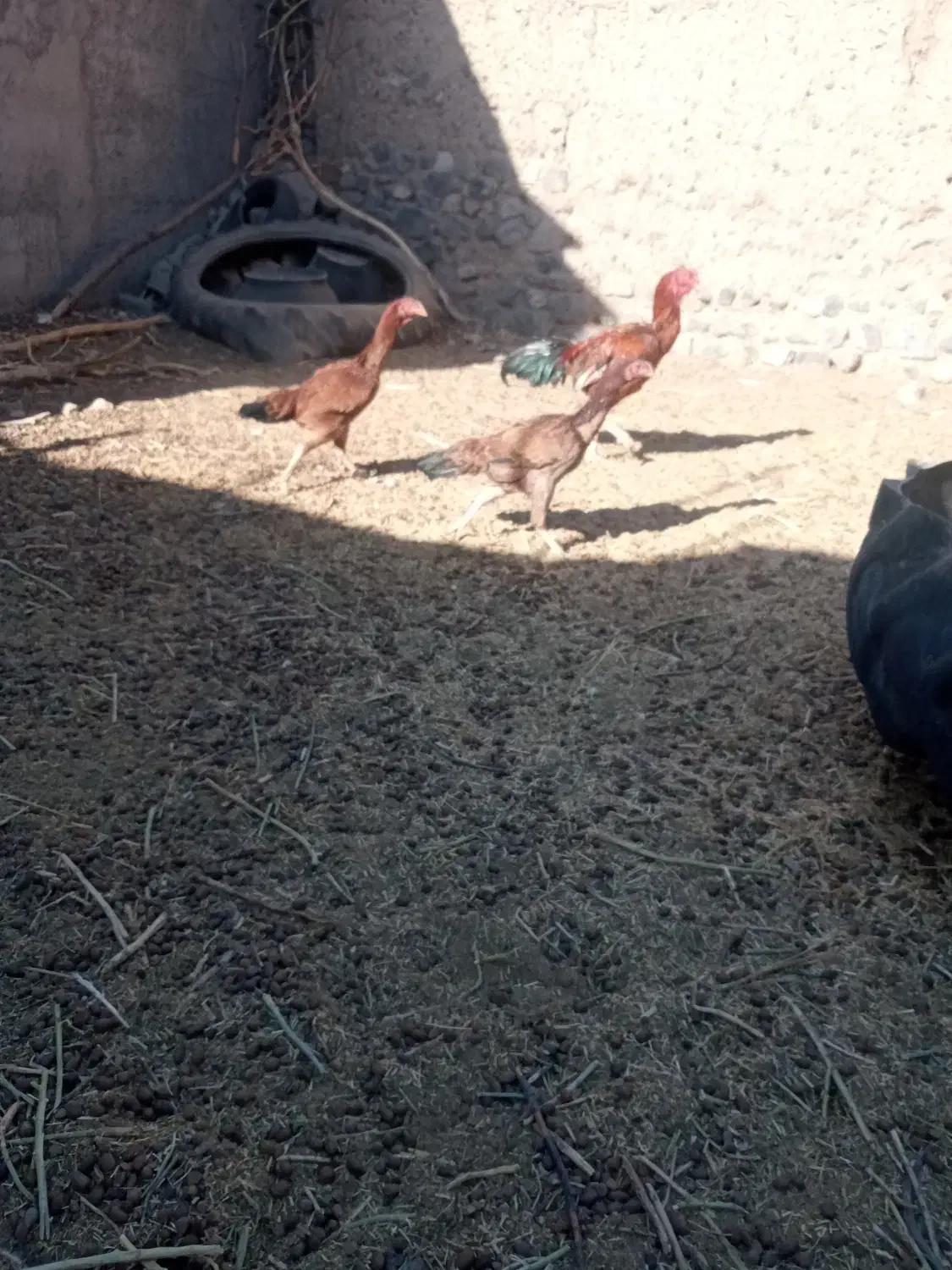 حیوانات مرغوب خروس|حیوانات مزرعه|سبزوار, قصبه شرقی|دیوار