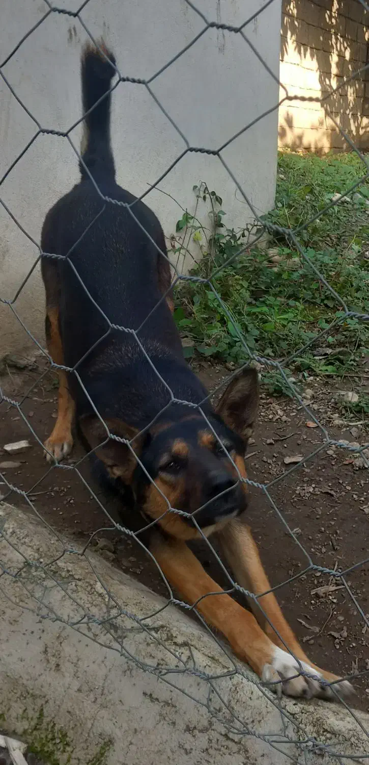 سگ ژرمن|سگ|جویبار, |دیوار