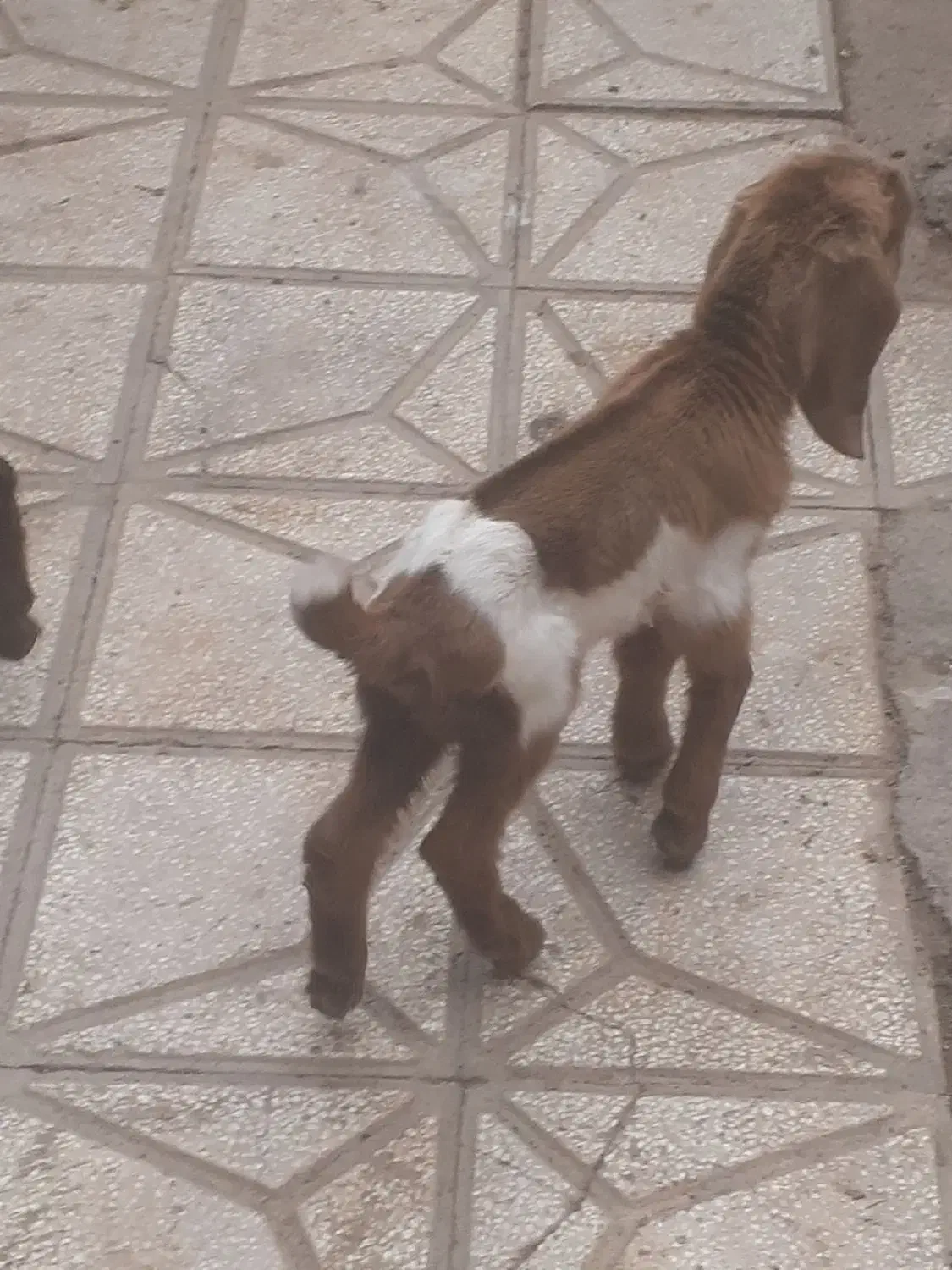 یزغاله شیری دوعدد ماده سالم سرحال|حیوانات مزرعه|سبزوار, اسلام آباد|دیوار