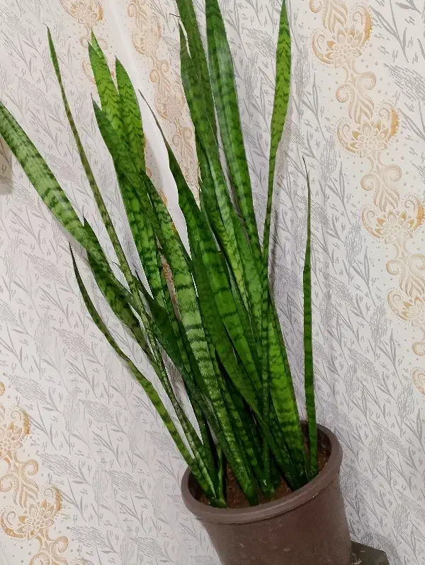 گل طبیعی|گل و گیاه طبیعی|مرند, |دیوار