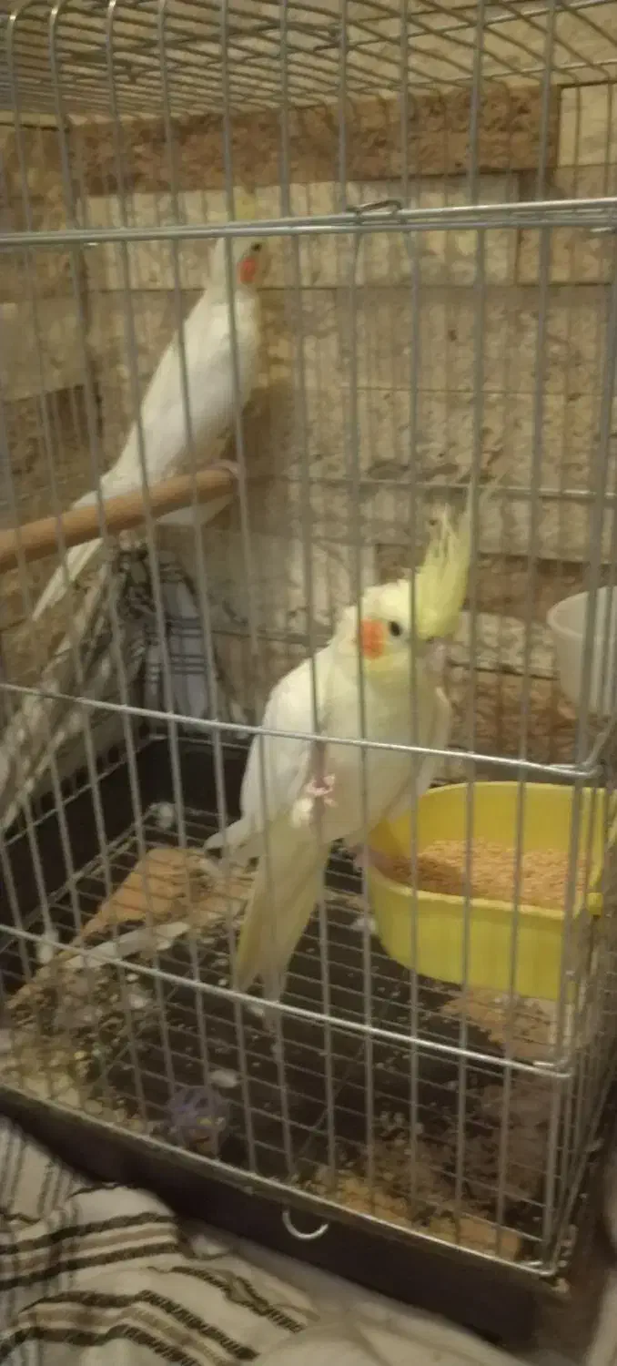 دو عروس هلندی ماده لوتینو|پرنده|تهران, آهنگ|دیوار