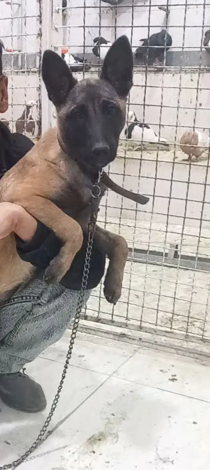 گمشده|سگ|مرودشت, فرهنگ|دیوار