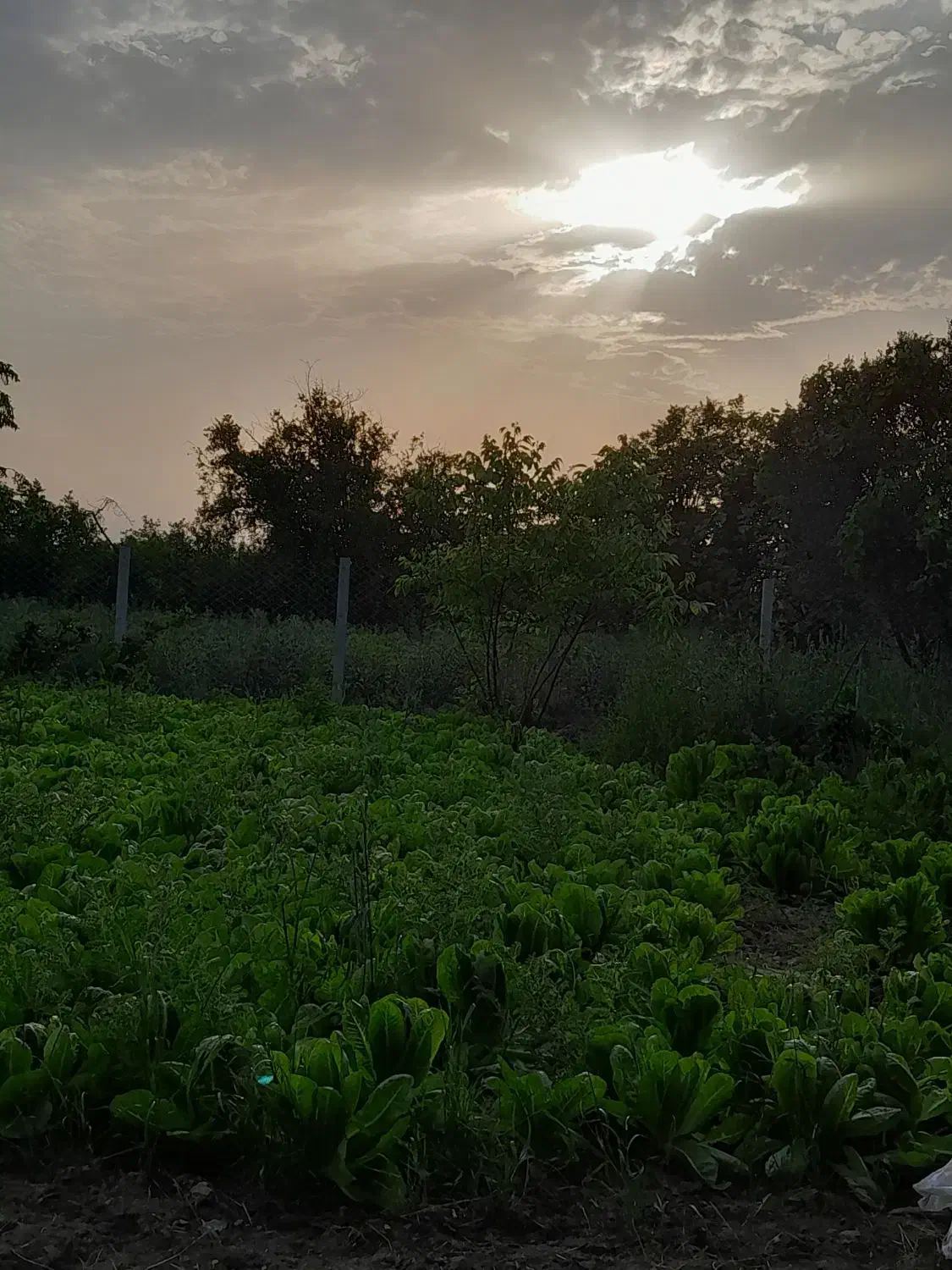 فروش زمین|فروش زمین و ملک کلنگی|خلیل شهر, |دیوار