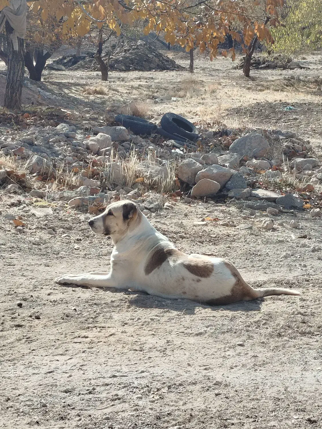 سگ سرابی اصیل|سگ|شهرکرد, |دیوار