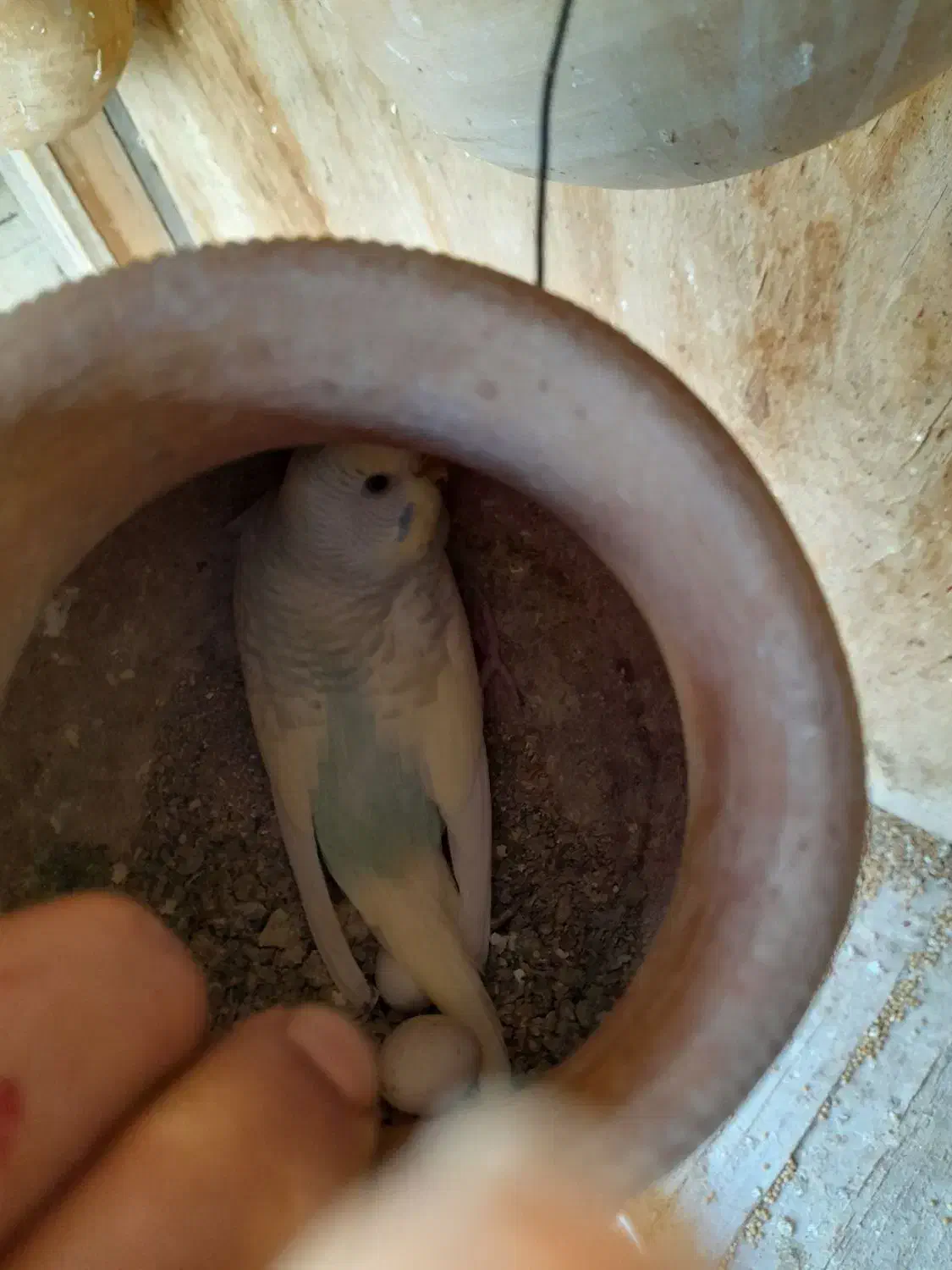 مرغ عشق|پرنده|کنارک, |دیوار