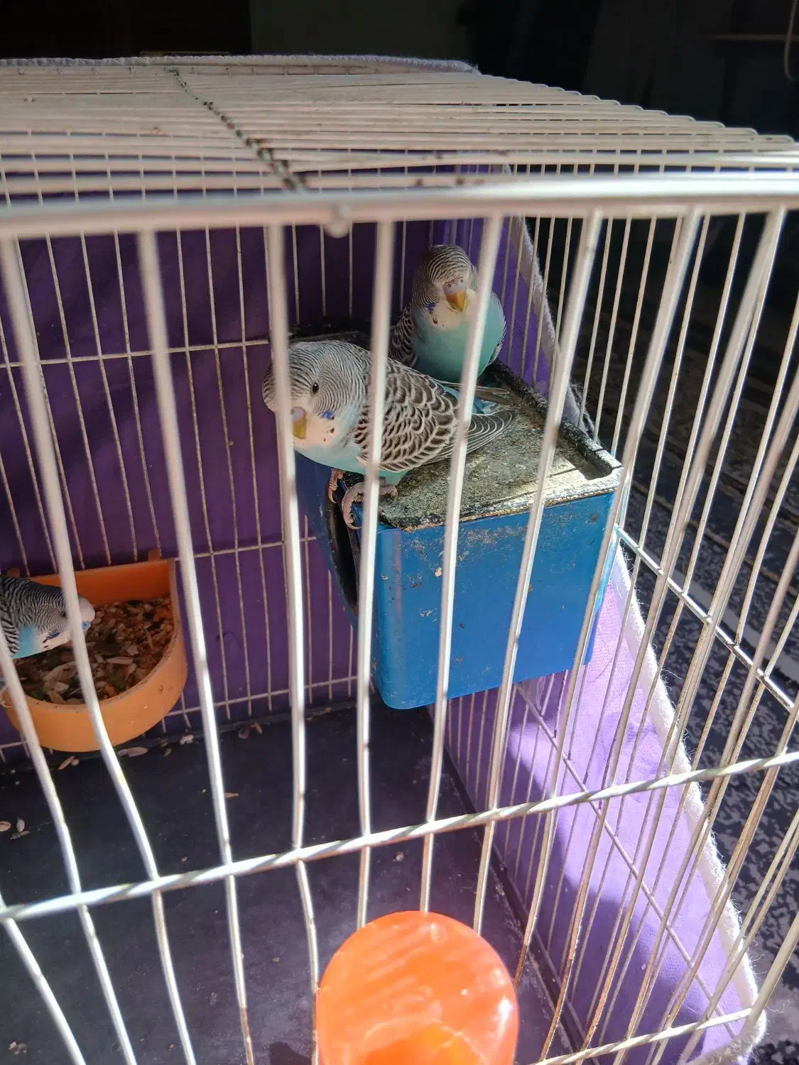 پرنده|پرنده|مشهد, محمدآباد|دیوار