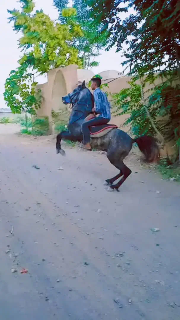 فروش اسب|اسب و تجهیزات اسب‌سواری|سیرجان, |دیوار