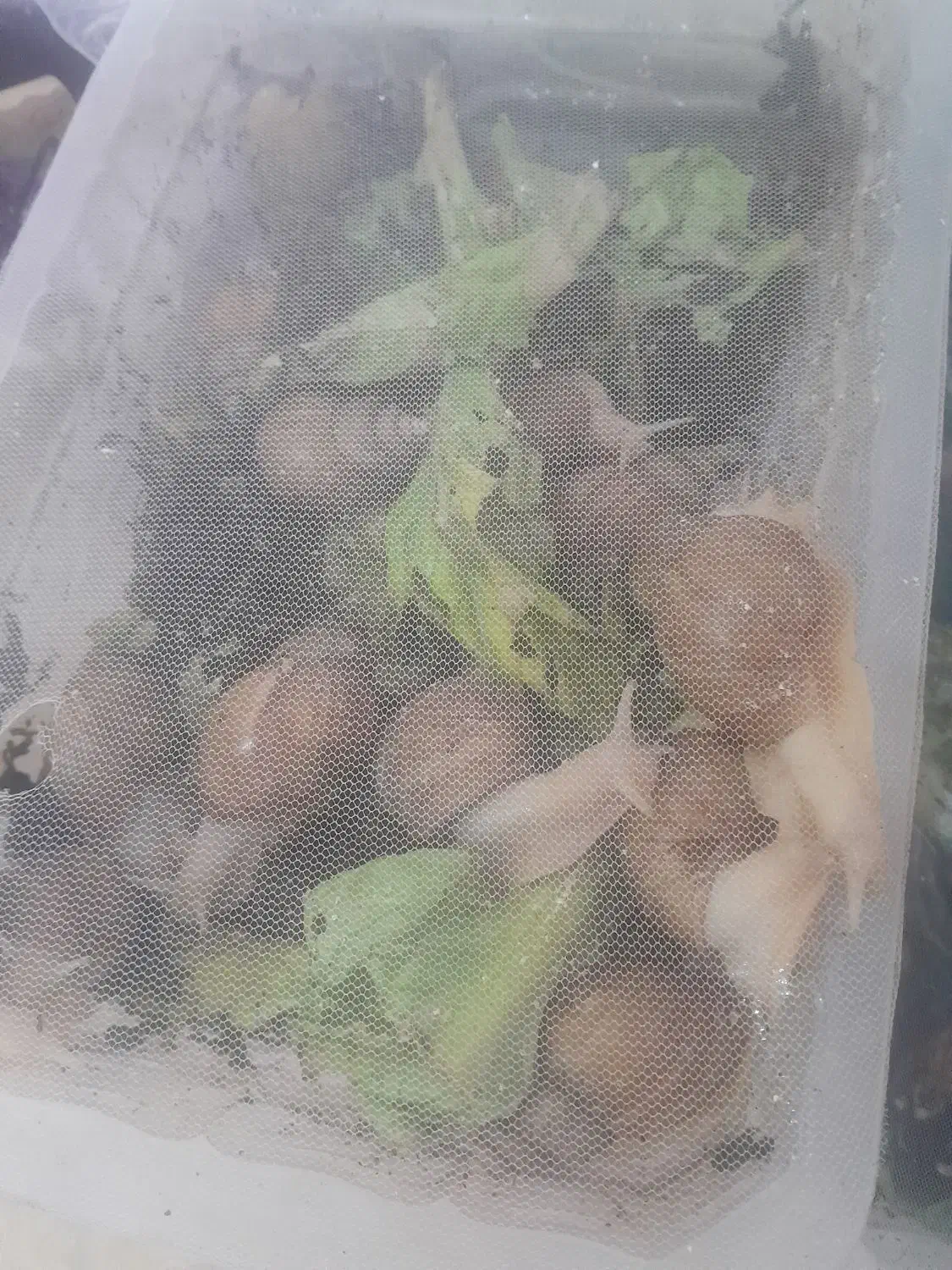 حلزون|خزنده|تهران, مهستان|دیوار