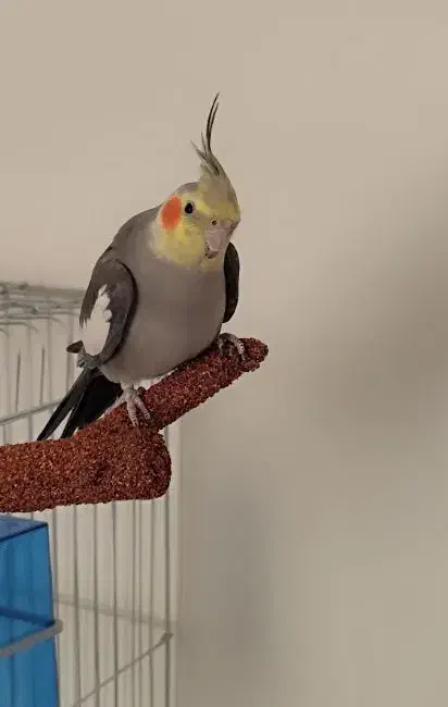 عروسی هلندی گمشده|حیوانات|شیراز, آزادگان|دیوار