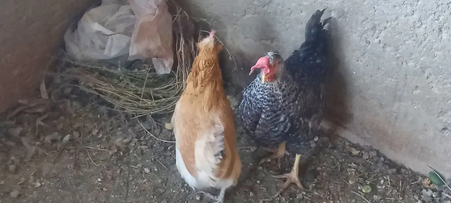 مرغ بومی|حیوانات مزرعه|خمینیشهر, |دیوار