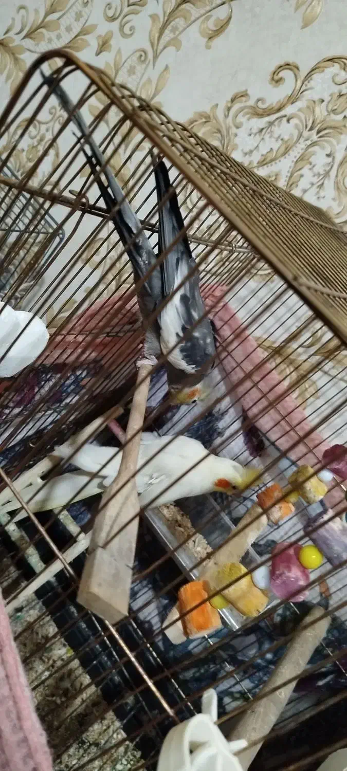 پرنده|پرنده|مشکیندشت, |دیوار