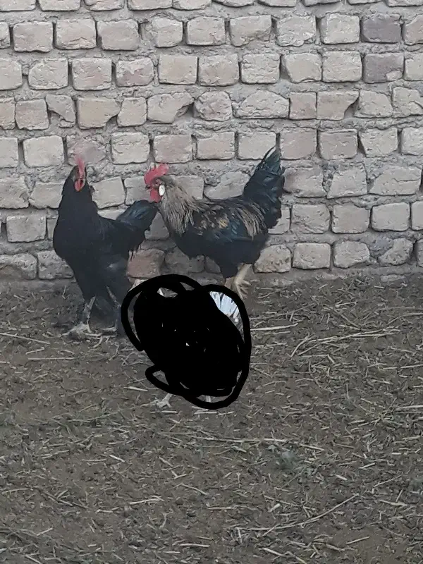 خروس|پرنده|ساوه, |دیوار