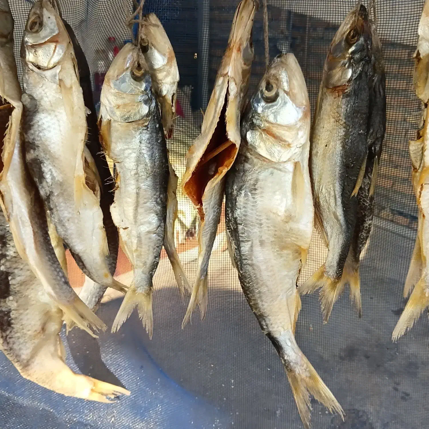 انواع ماهی شور خشک دریایی تازه مال امسال|خوردنی و آشامیدنی|گمیشان, |دیوار