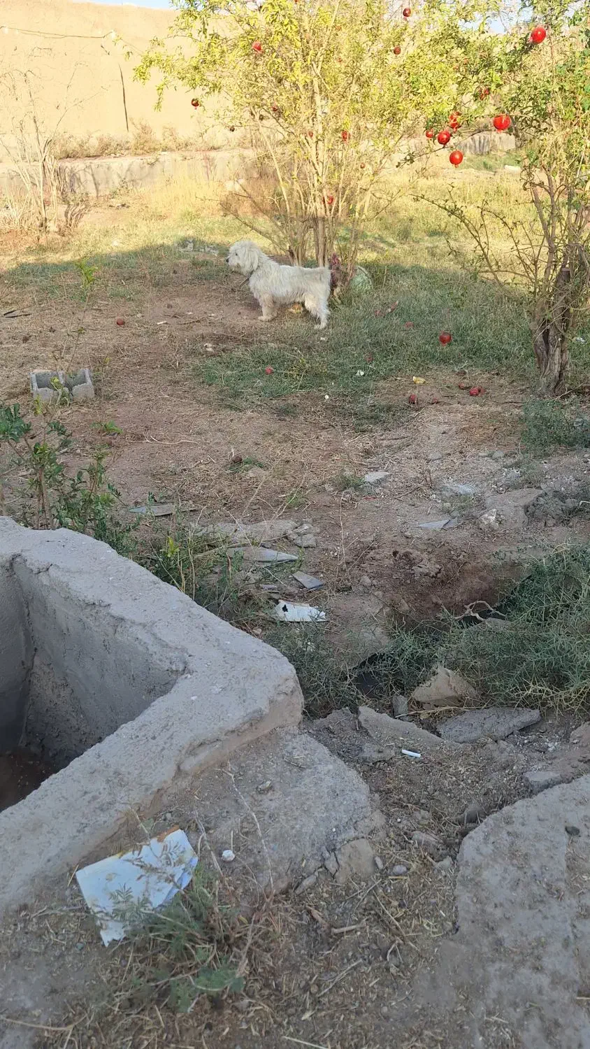 سگ پاپی|سگ|قمصر, |دیوار