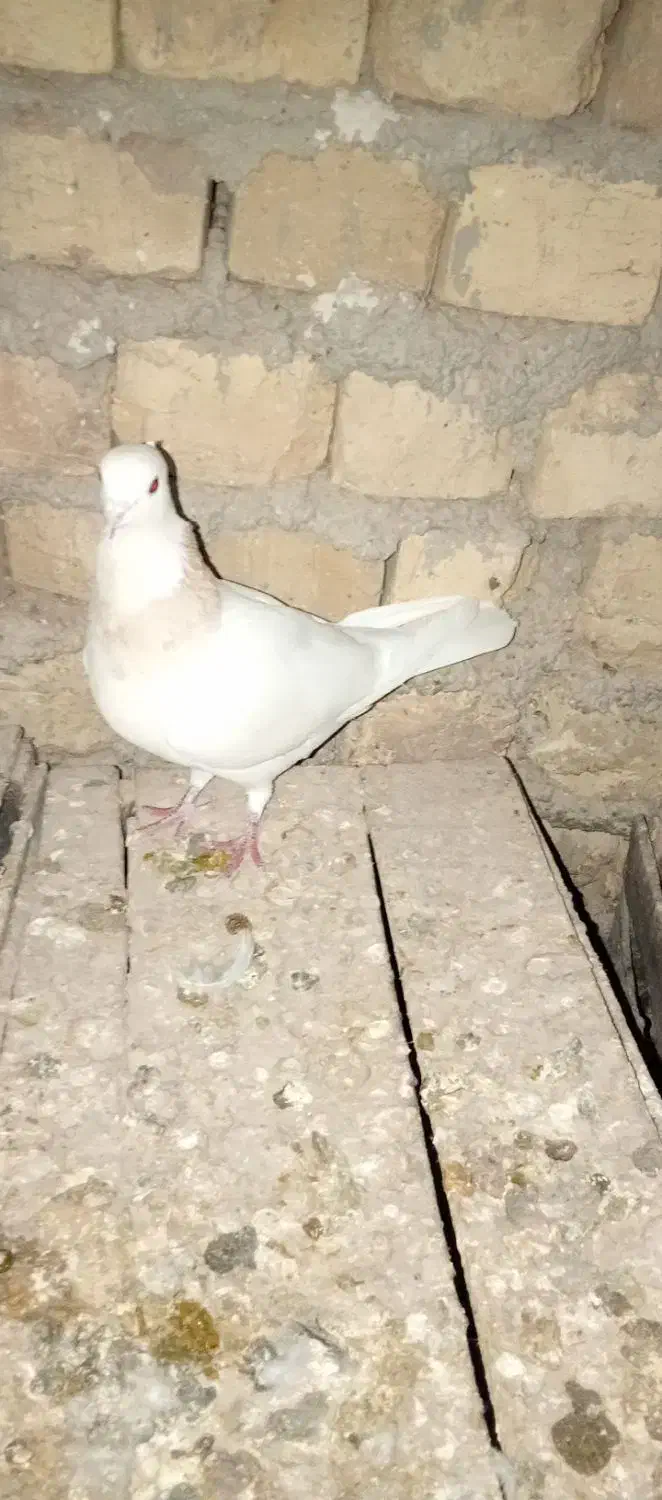 طوقی|حیوانات|کبودرآهنگ, |دیوار