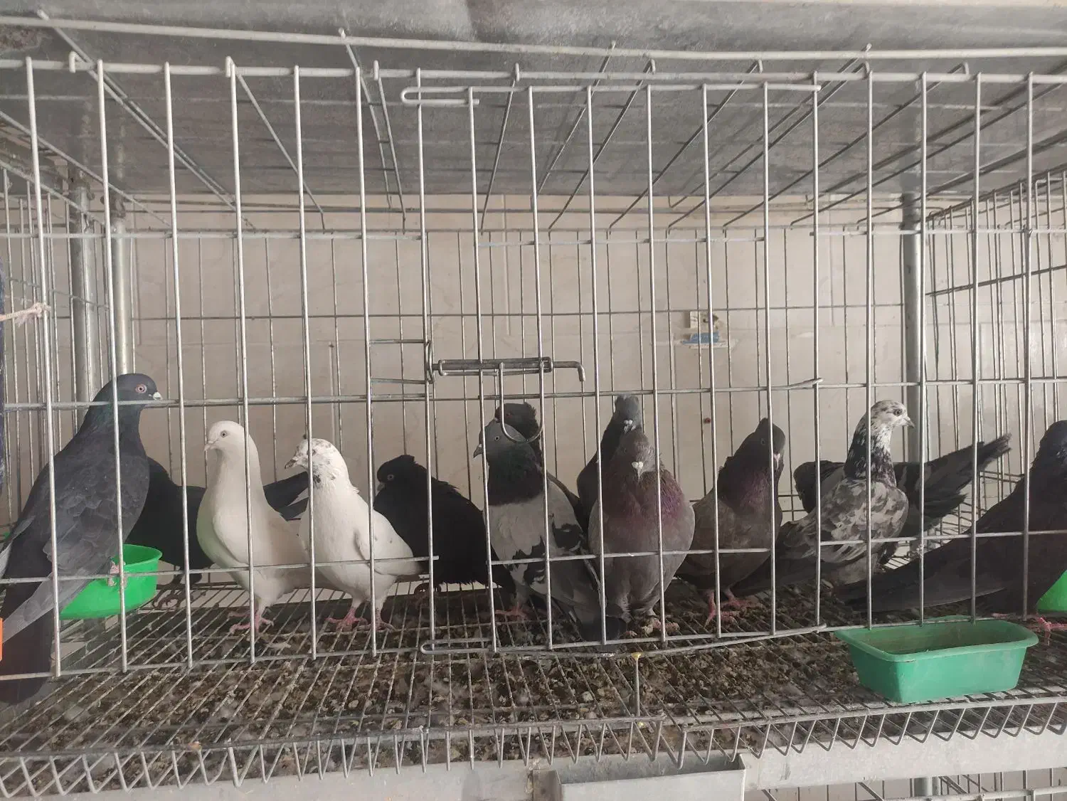 کفتر تعداد|پرنده|بروجن, |دیوار