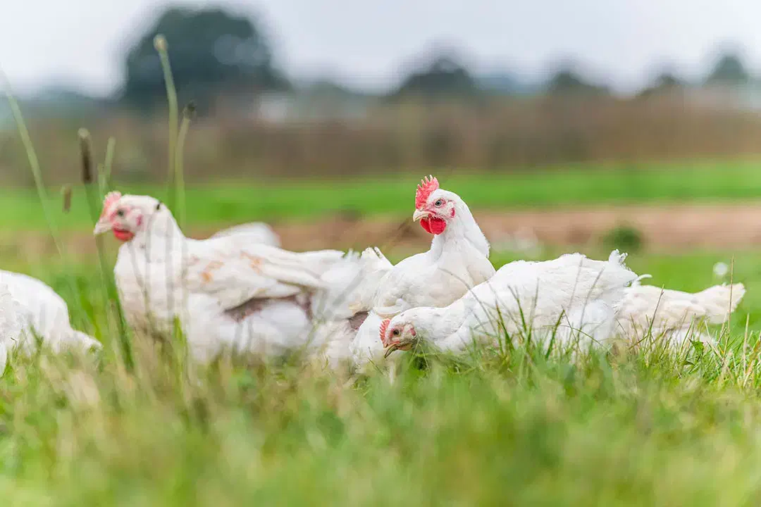 فروش مرغ زنده گوشتی ارگانیک|حیوانات مزرعه|قائمشهر, |دیوار