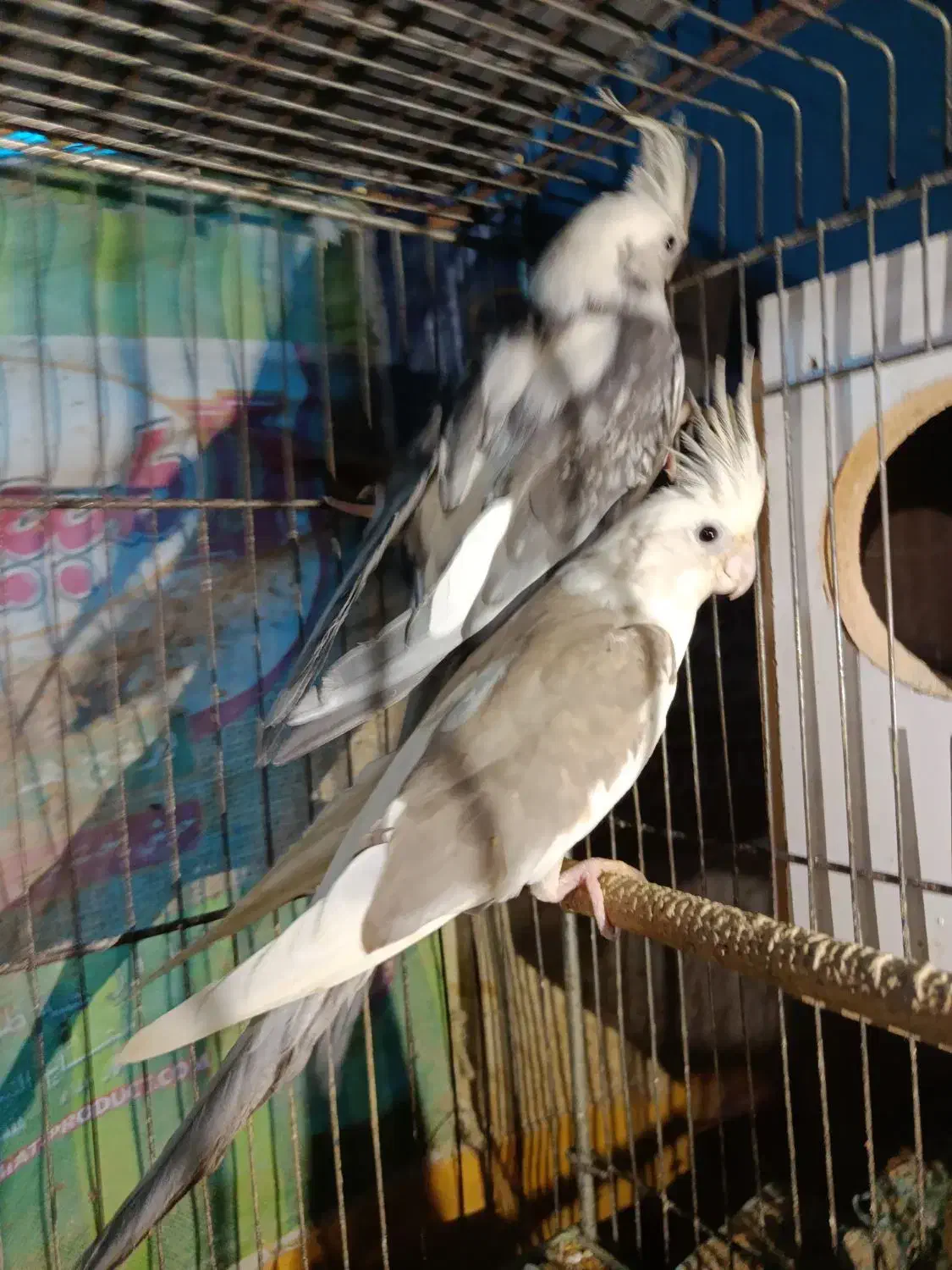 طوطی|پرنده|بندر ماهشهر, |دیوار