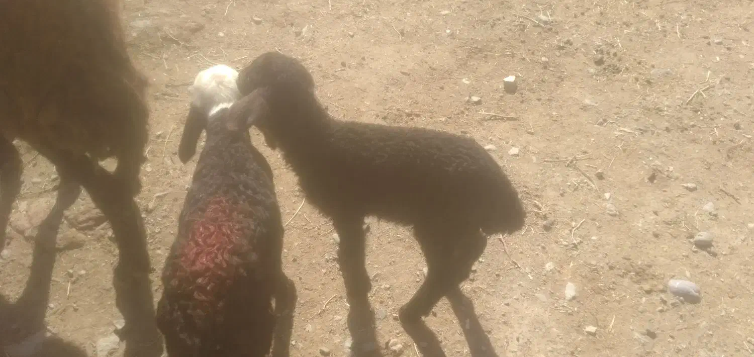 میشبره|حیوانات مزرعه|تربتحیدریه, حاجی یار|دیوار