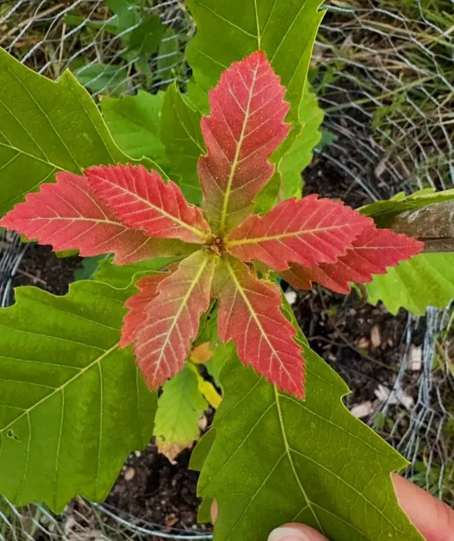سیم کارت دائمی|سیمکارت|جبالبارز, |دیوار