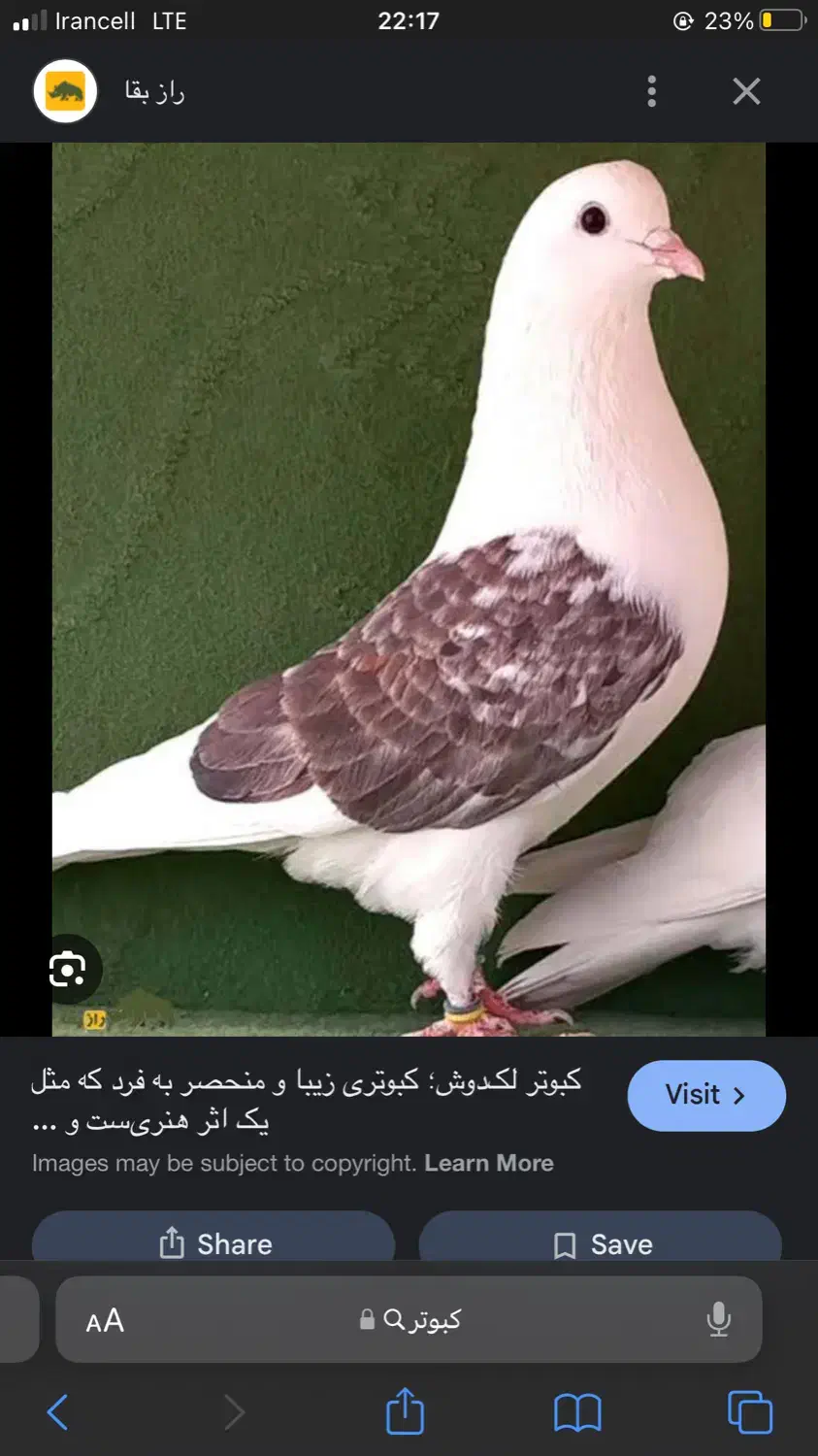 یه خانه کبوتر|پرنده|خوی, |دیوار