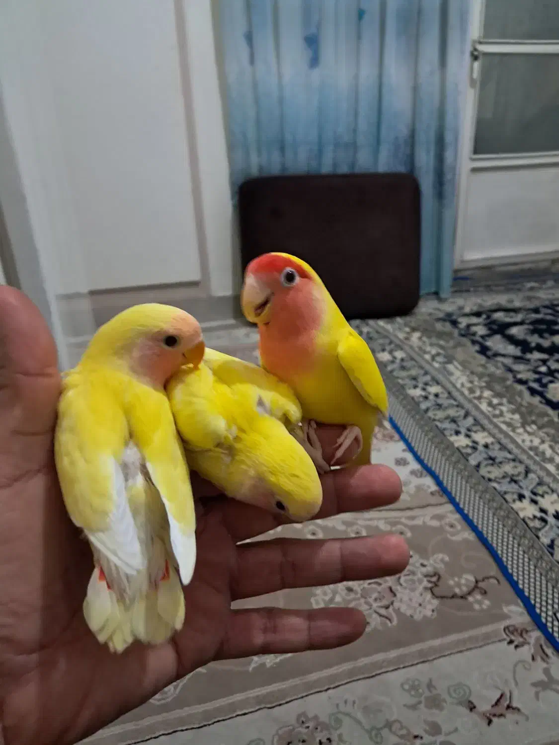 طوطی برزیلی مولد بادوتاجوجه برایی آموزش دوستی کردن|پرنده|کرج, شهرک جهان آرا|دیوار