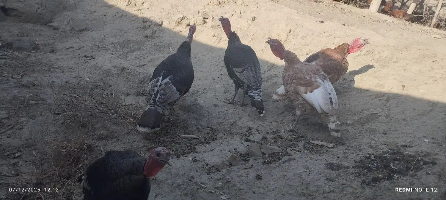 بوقلمون خروس|حیوانات مزرعه|بجنورد, |دیوار