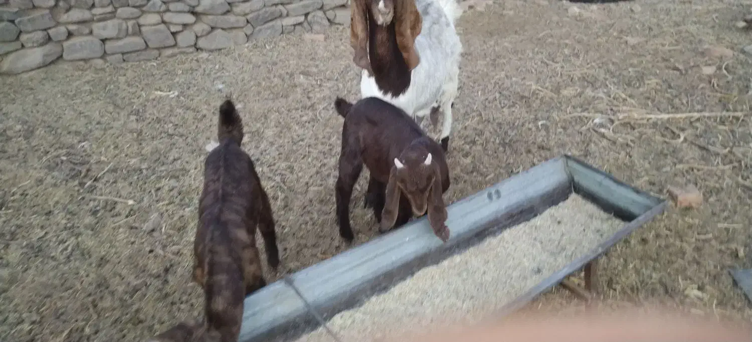 2شاه بز پاکستانی فروشی با5بزغاله 4تانر1ماده|حیوانات مزرعه|بردسکن, |دیوار