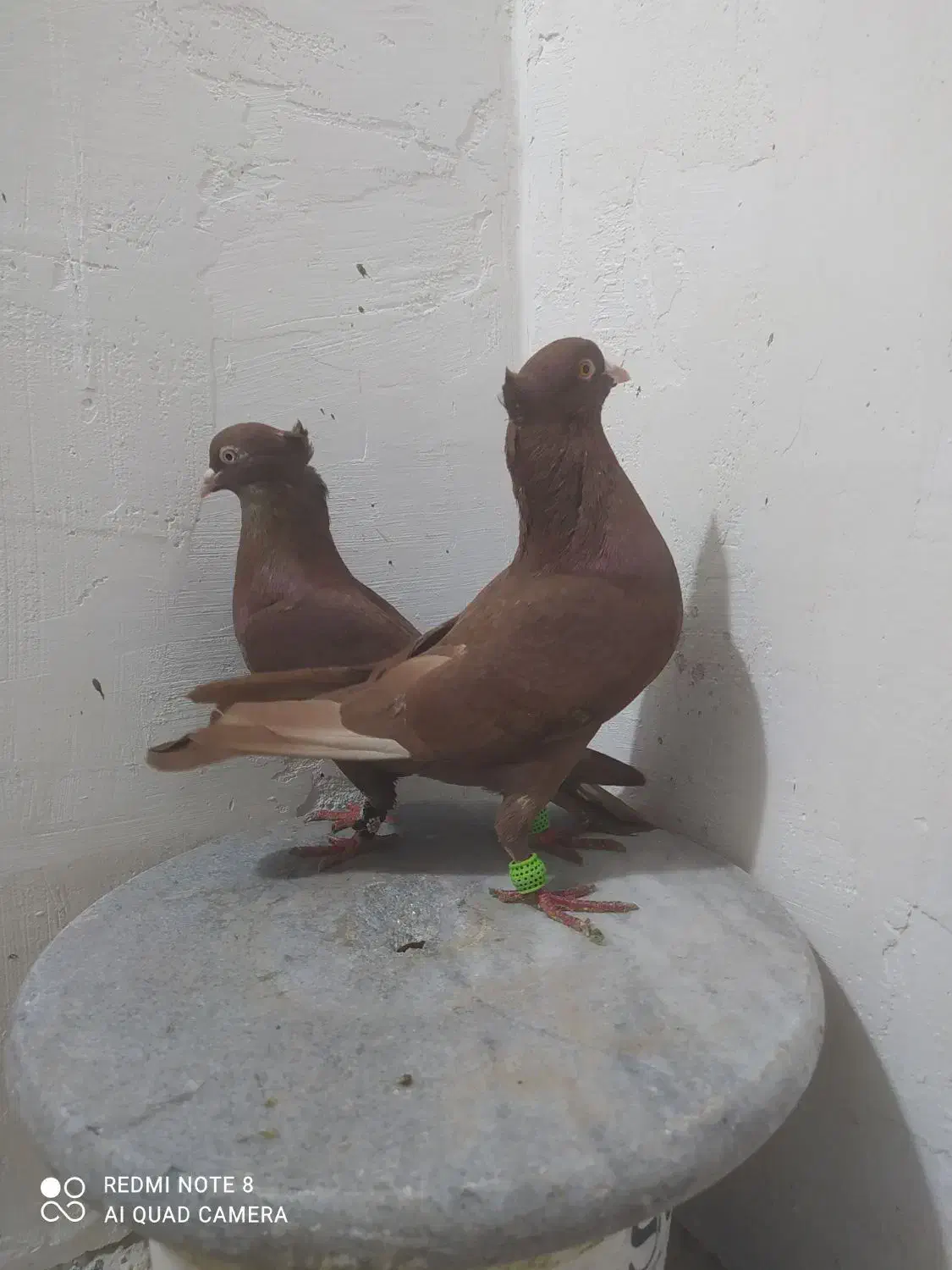 جفت سرخ کاکلی|پرنده|دزفول, |دیوار