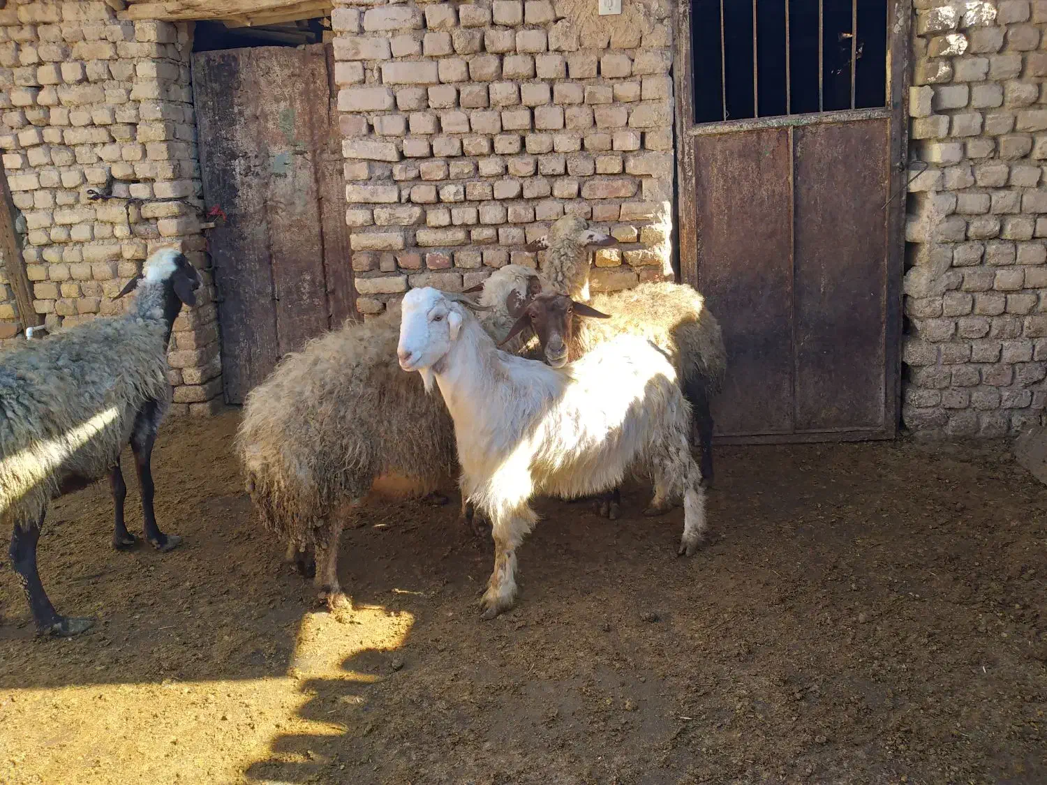 گوسفند چاق|حیوانات مزرعه|معصومیه, |دیوار