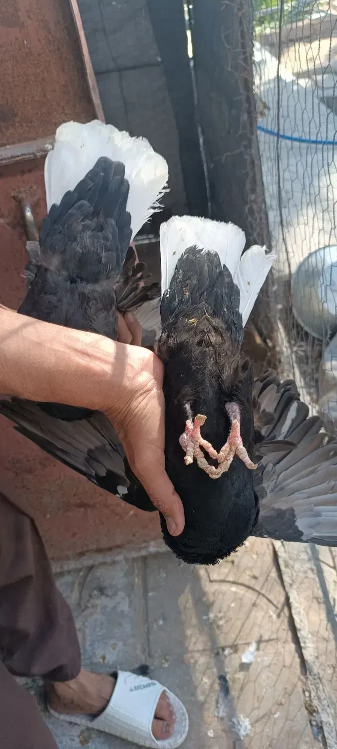 کبوتر نر و ماده دم سفید|پرنده|داراب, |دیوار